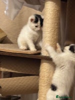 Mixed Breed cats Three lovely short haired kittens - Advert 4