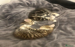 Mixed Breed cats for sale: Mixed ragdoll kittens  - Image 1
