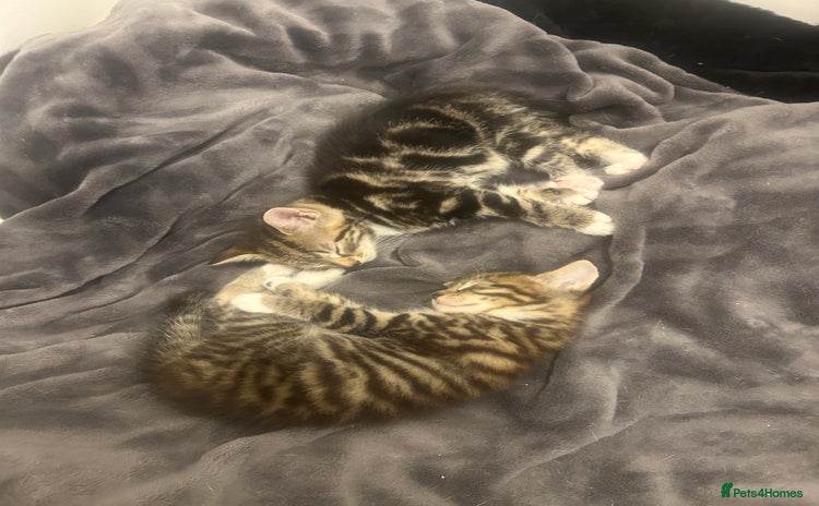 Mixed Breed cats - Advert 3