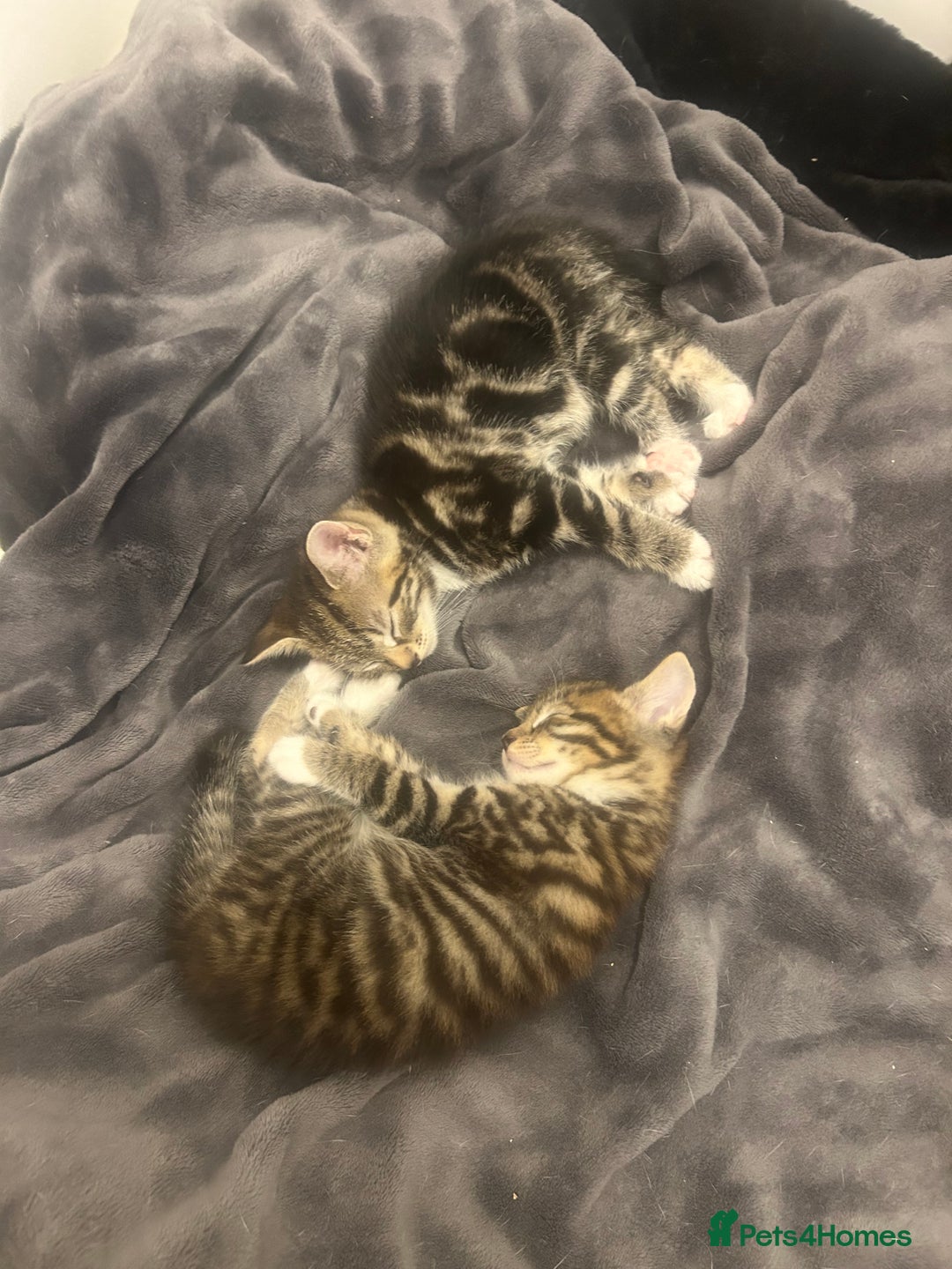 Mixed Breed cats for sale: Mixed ragdoll kittens  - Image 1