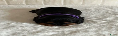 Cavalier King Charles Spaniel 3