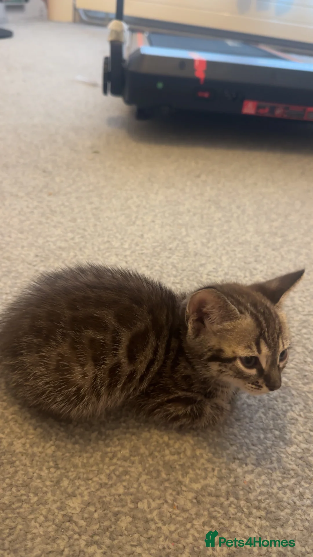 Bengal cats for sale: Bengal kittens in Brentford - Advert 8