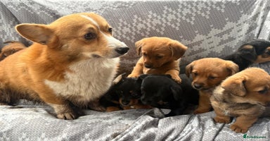 Mixed Breed dogs - Advert 2