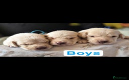 Labrador Retriever dogs for sale: Chunky Labrador retriever pups for sale - Image 17