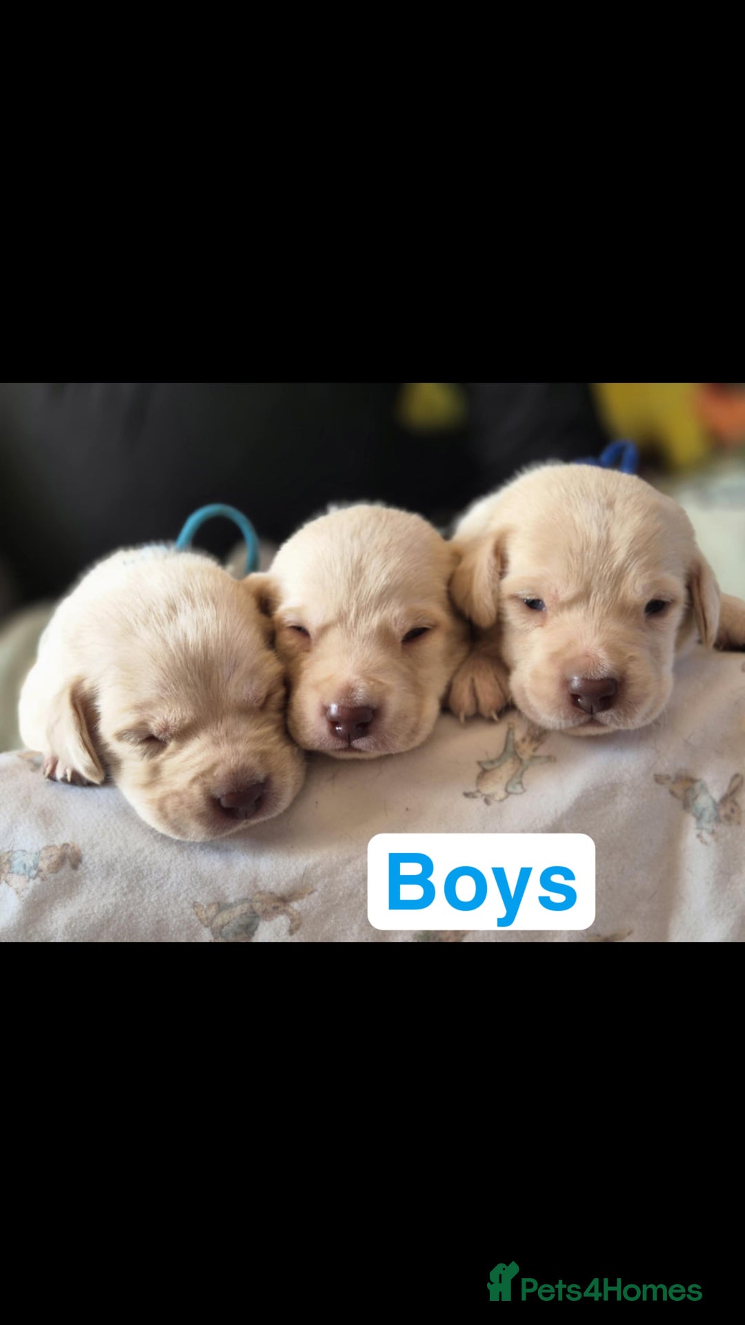Labrador Retriever dogs for sale: Chunky Labrador retriever pups for sale - Image 17