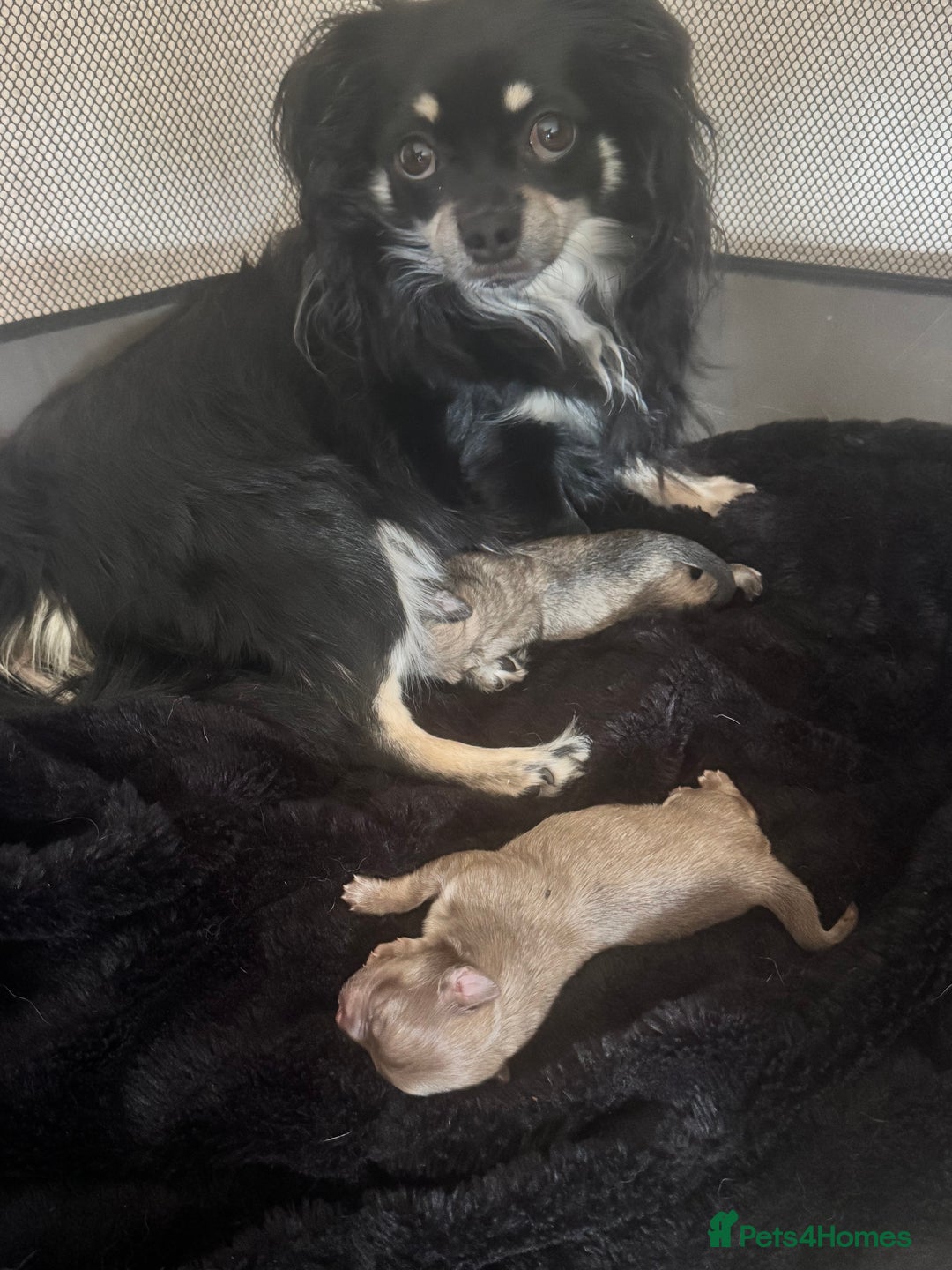 Chihuahua dogs for sale: Chihuahua puppies for sale - Image 1