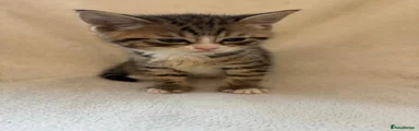 Tabby 2