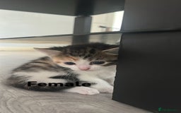 Bengal cats for sale: bengal mixed kittens  - Image 3