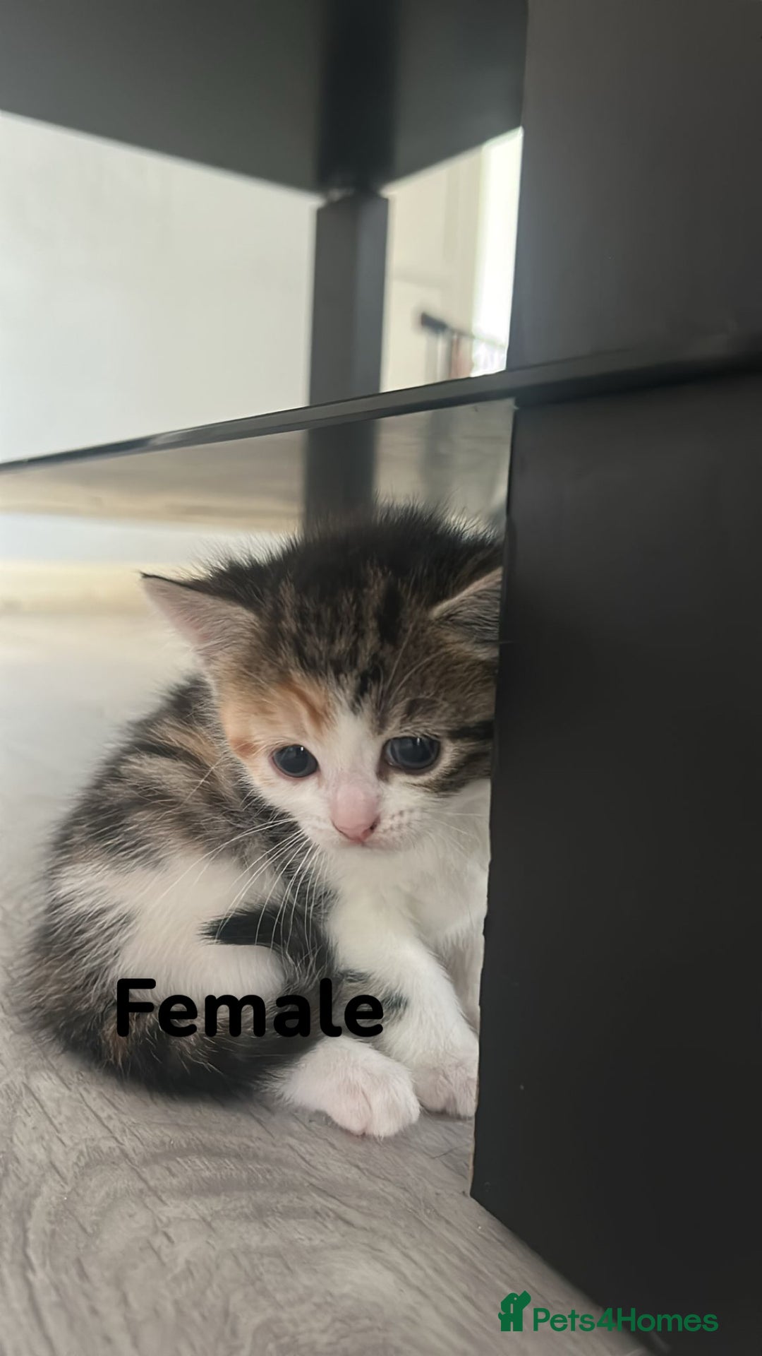 Bengal cats for sale: bengal mixed kittens  - Image 3