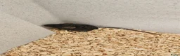 Mouse rodents for sale: Fancy mice  - Advert 6