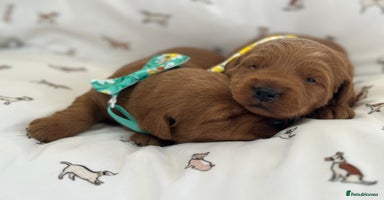 Labradoodle dogs - Advert 4