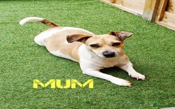 Jack Russell dogs for sale: Lilac Merle jack russell boy - Image 10