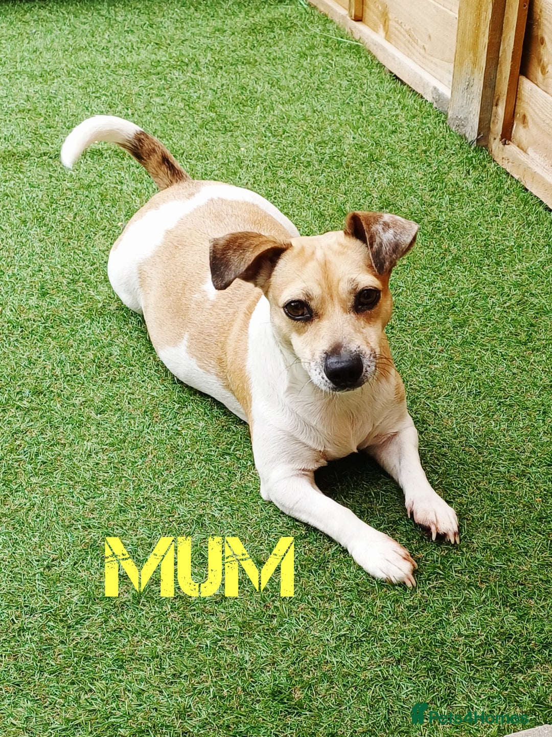 Jack Russell dogs for sale: Lilac Merle jack russell boy - Image 10
