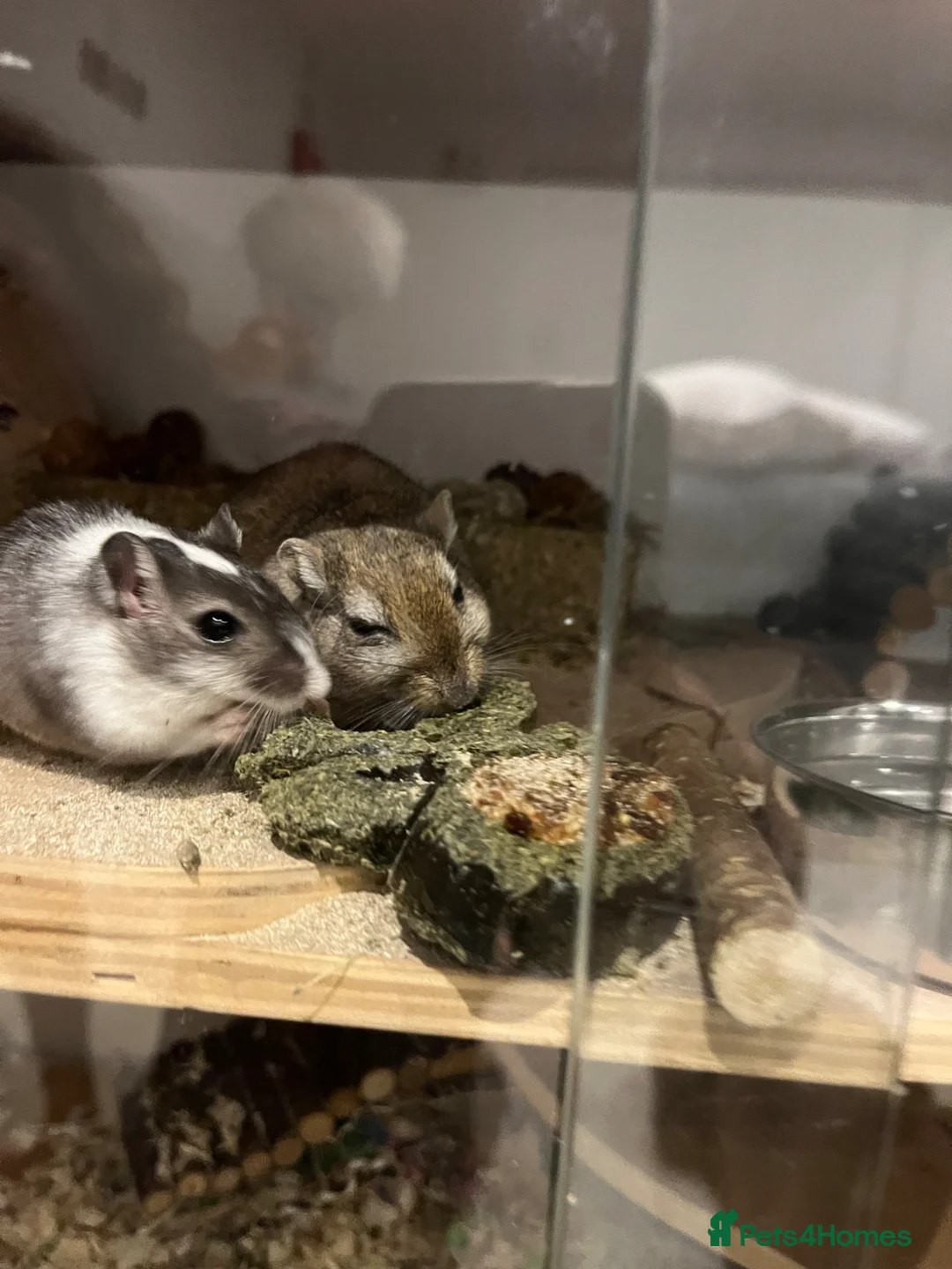 Gerbil rodents for sale: 2 Male Gerbils & full setup included  in Gillingham - Advert 2