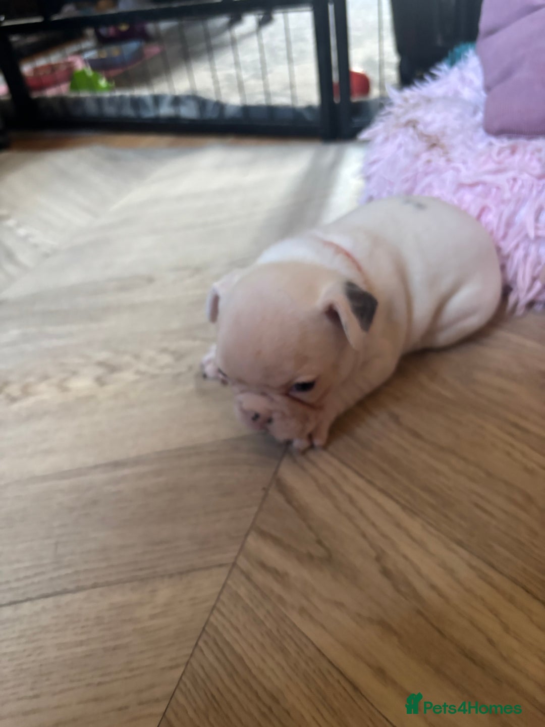 French Bulldog dogs for sale: Chunky French bulldog 3x girl puppies 23/10/25 - Image 6