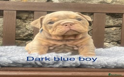 English Bulldog dogs for sale: KC REGISTERED LILAC & TAN ENGLISH BULLDOG PUPS - Image 2