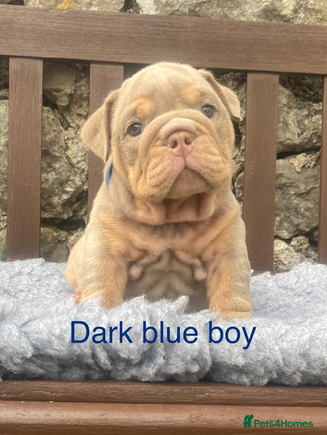 English Bulldog dogs for sale: KC REGISTERED LILAC & TAN ENGLISH BULLDOG PUPS - Image 2
