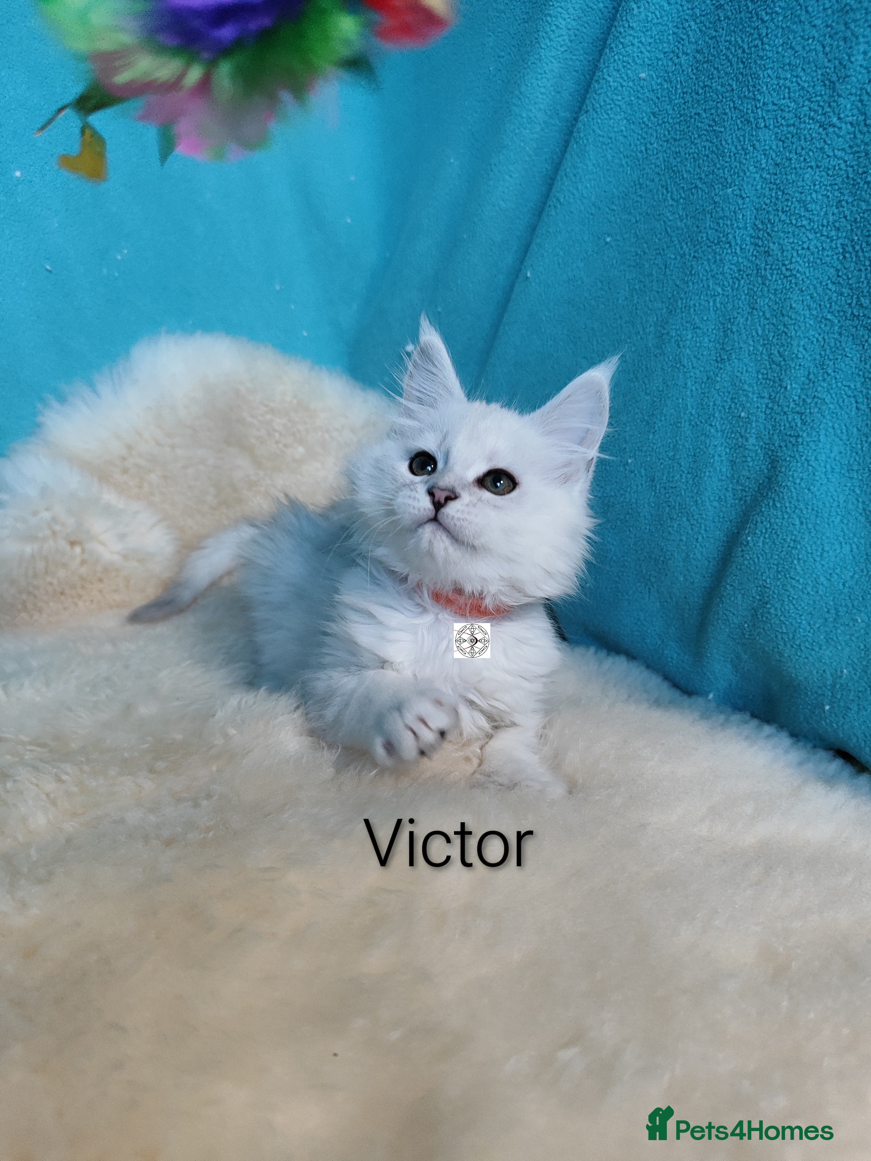 Maine Coon cats Gorgeous very rare colour ‼️chinchilla boy 😻 - Advert 17