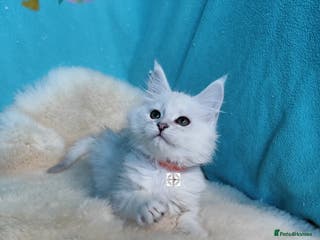 Maine Coon cats Gorgeous very rare colour ‼️chinchilla boy 😻 - Advert 13