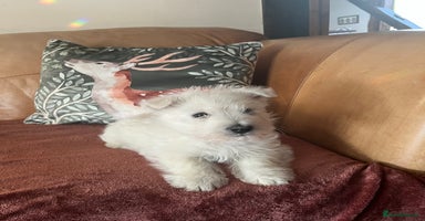 West Highland Terrier dogs - Advert 7