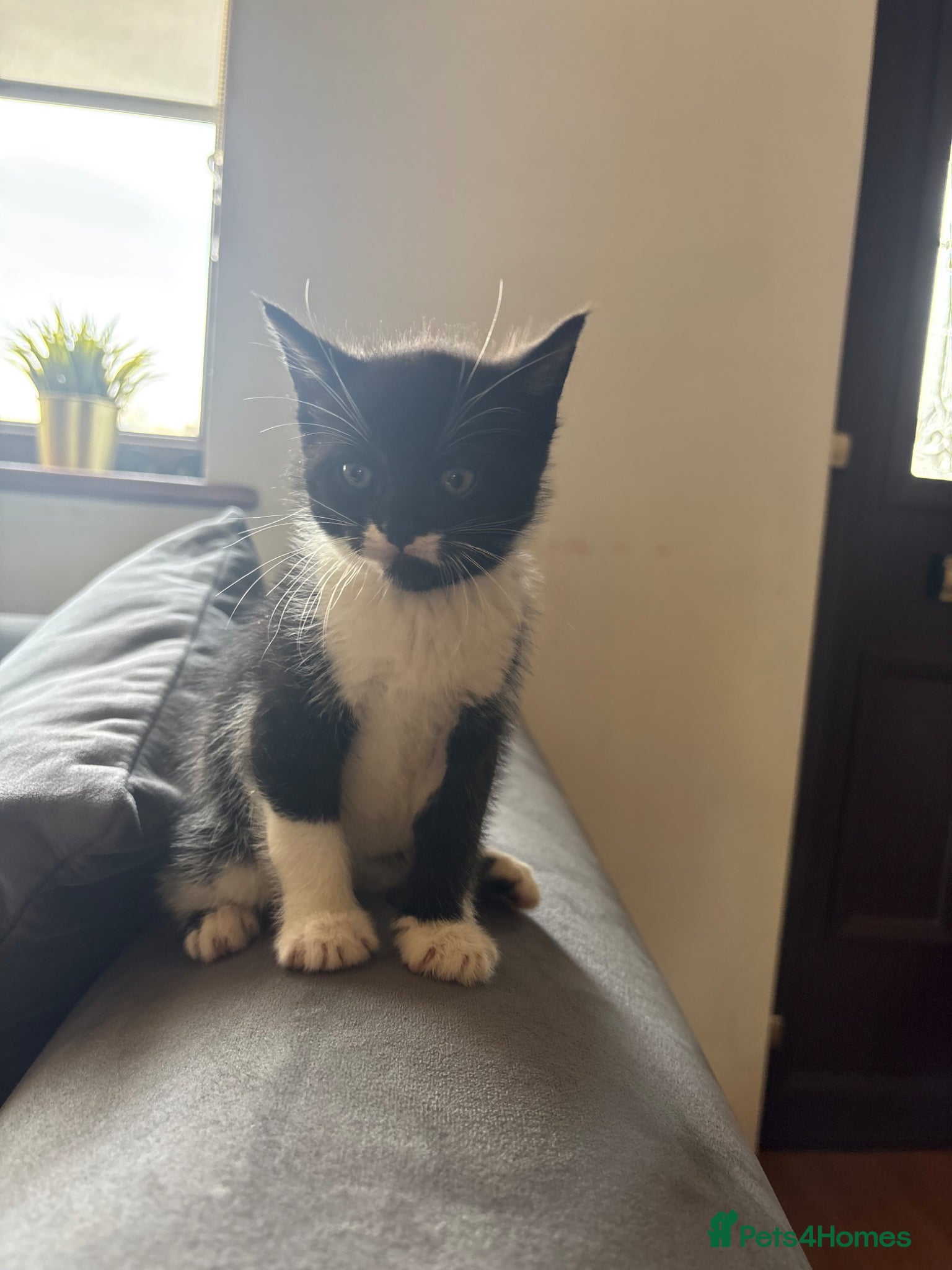 Bengal cats Bengal kittens £30 only - Advert 16