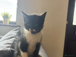 Bengal cats Bengal kittens £30 only - Advert 16