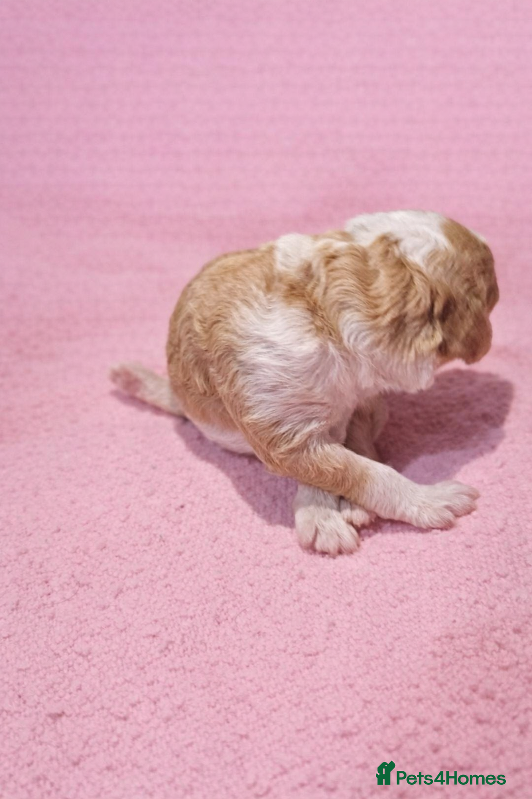 Standard Poodle dogs for sale: Exceptional Standard Poodle Puppies - Advert 18