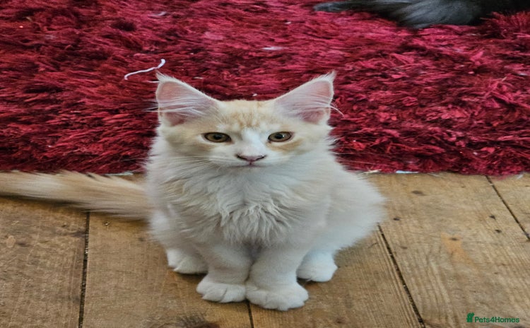 Maine Coon cats - Advert 2