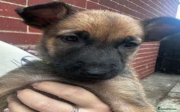 Belgian Shepherd Dog dogs for sale: Belgian Melinous pups ready for homes - Image 11