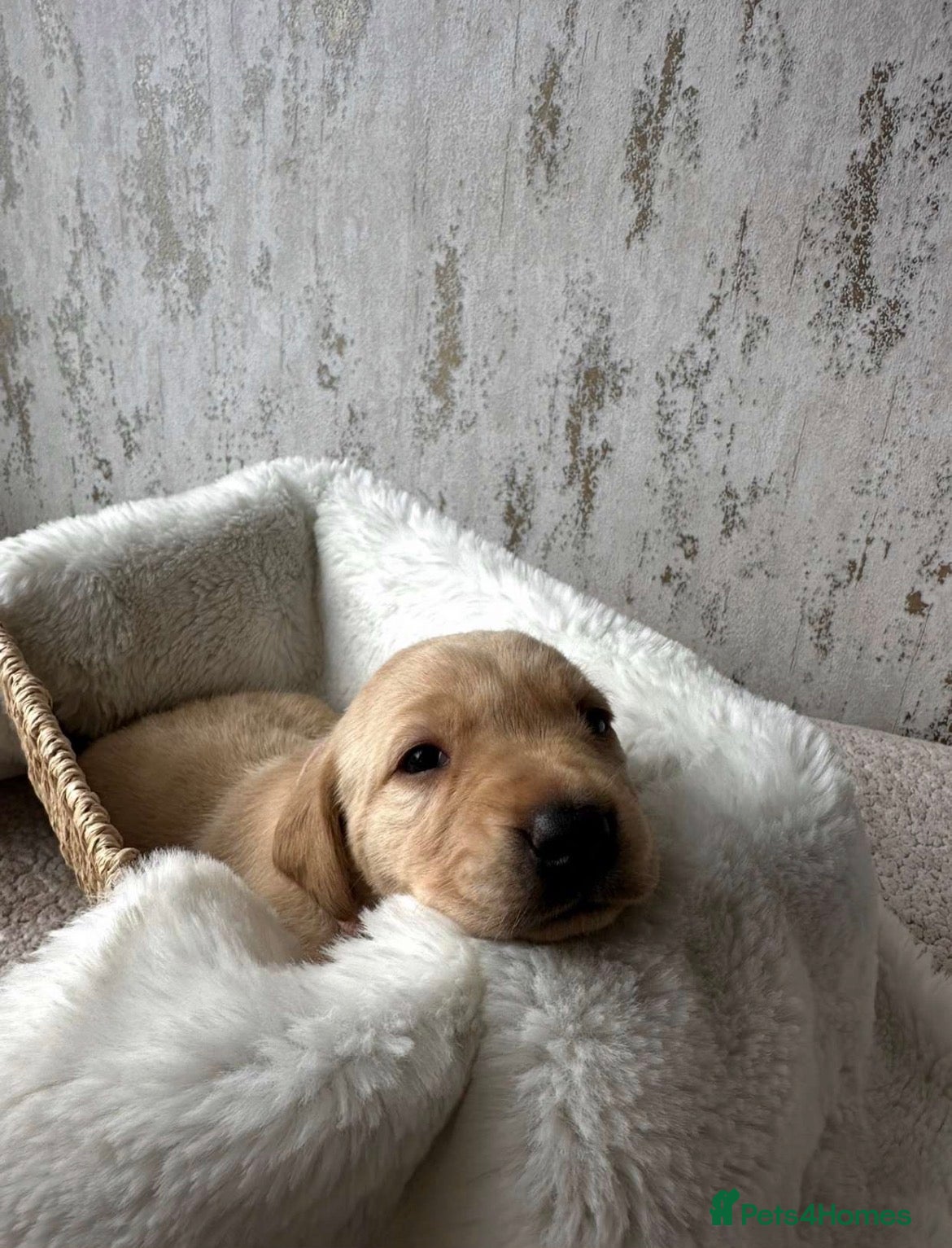 Labrador Retriever dogs for sale: Exceptional KC Reg Labrador Puppies – Due July 4th - Advert 14