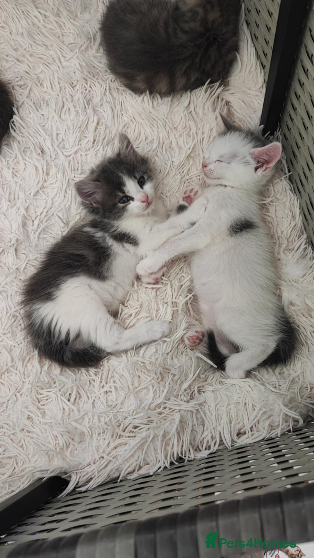 Mixed Breed cats for sale: 2 lovely brothers - Image 3