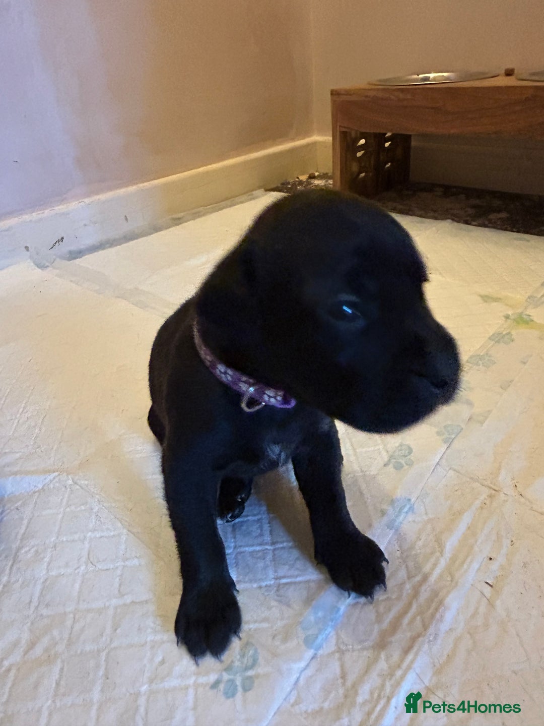 Staffordshire Bull Terrier dogs for sale: 5 staff pups  - Image 12