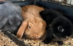 Mini Lop rabbits for sale: Two Mini Lop with Plush Baby Boys - Image 27