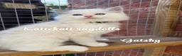 Ragdoll cats for sale: *Stunning colours. TICA registered. Extra fluffy* - Advert 2