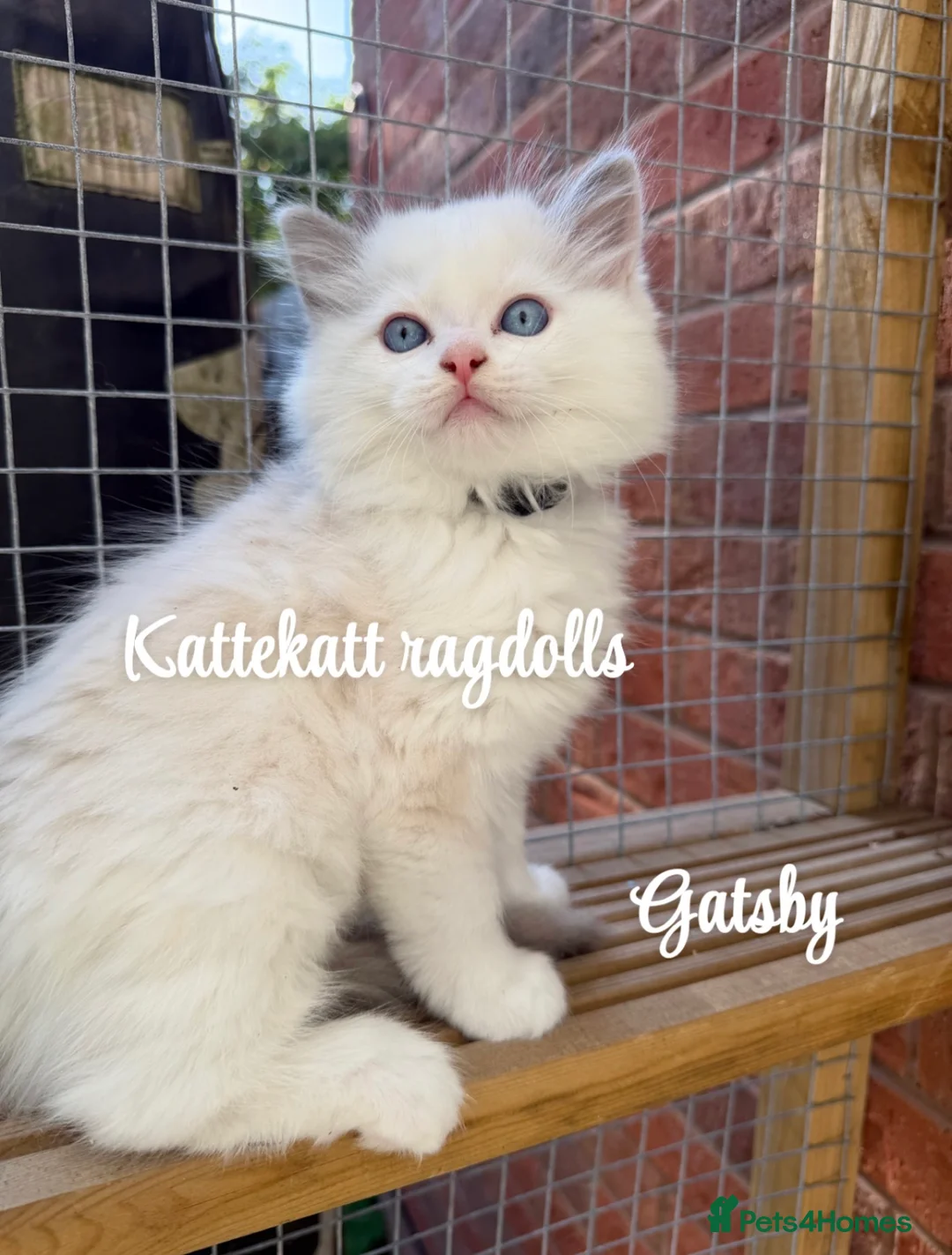 Ragdoll cats for sale: *Stunning colours. TICA registered. Extra fluffy* - Advert 2