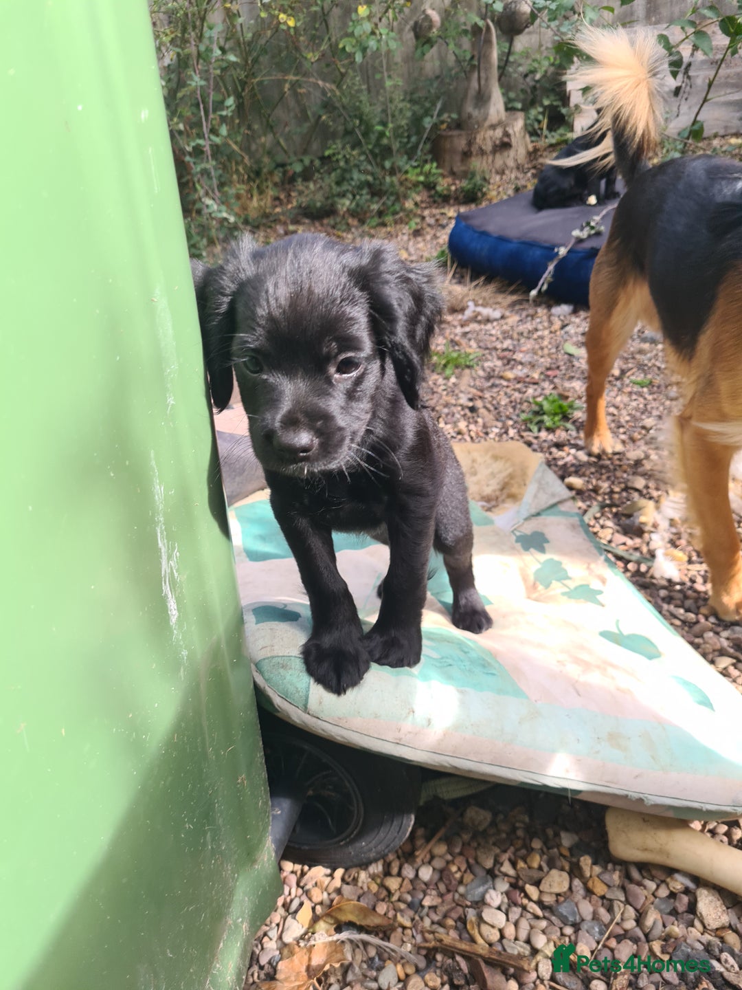 Mixed Breed dogs for sale: Beautiful litter of spaniel Cross  - Image 7