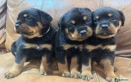 Rottweiler dogs for sale: KC Registered German Rottweiler Puppies - Image 1