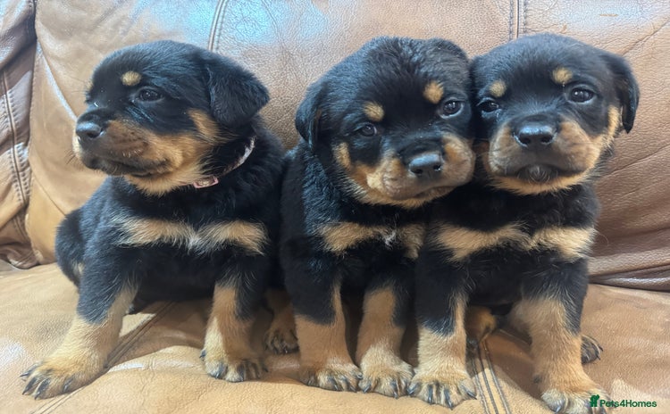 Rottweiler dogs - Advert 1