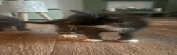 Mixed Breed cats for sale: 4 Kittens for sale - Advert 3