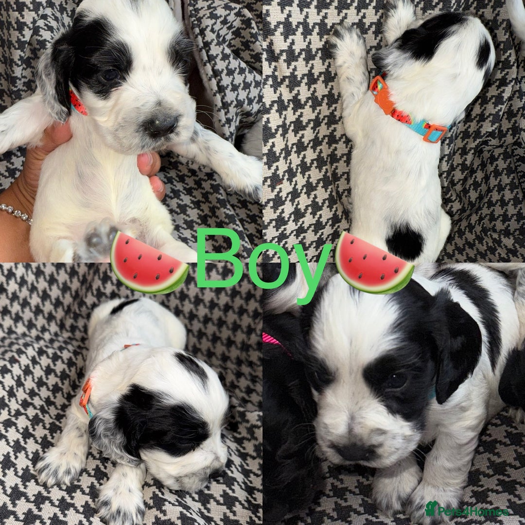 Cocker Spaniel dogs for sale: Cocker spaniel puppy’s - Image 8