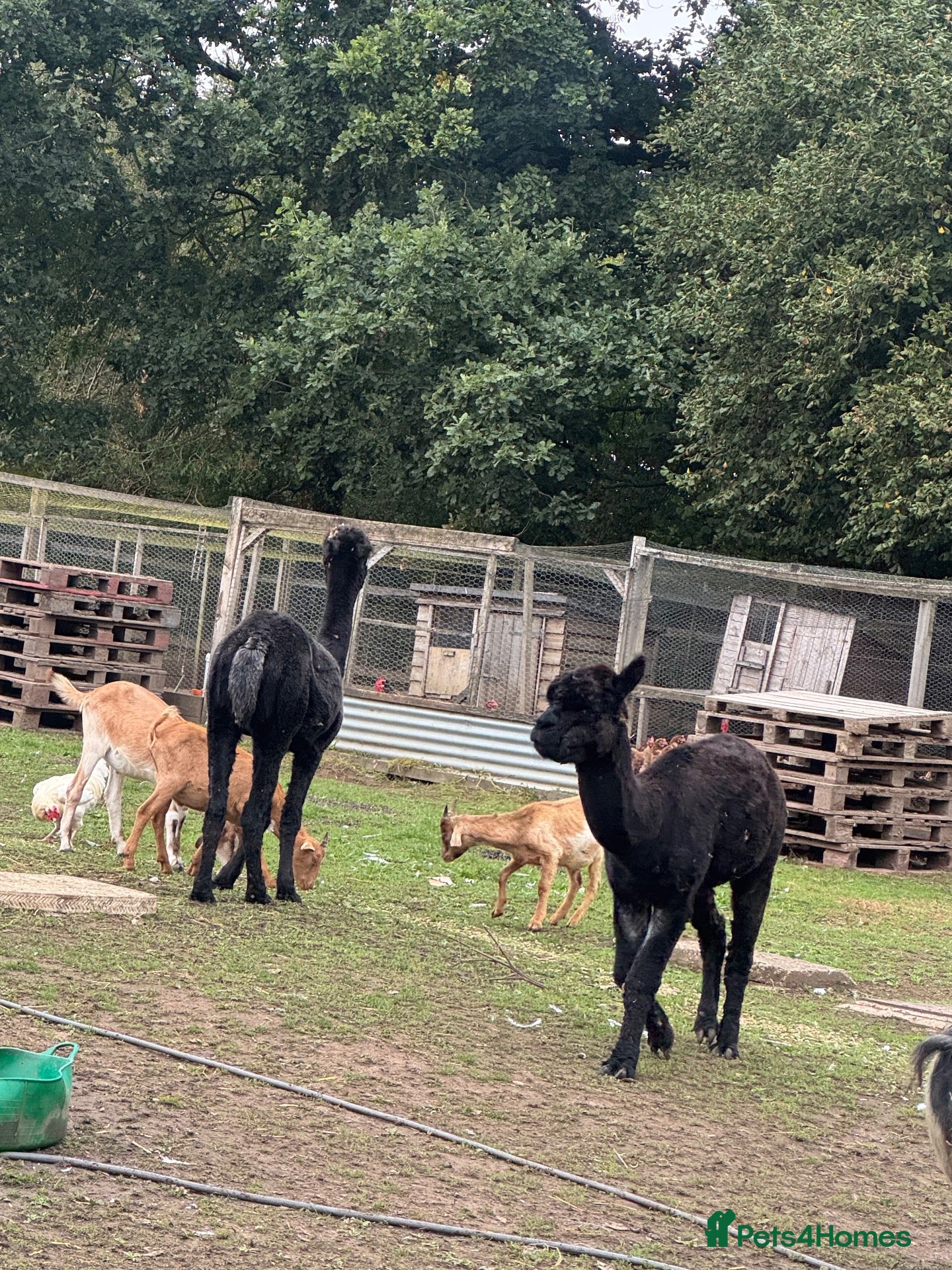 Alpaca livestock 2 alpacas for sale  - Advert 5
