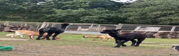 Alpaca livestock for sale: 2 alpacas for sale  - Advert 1