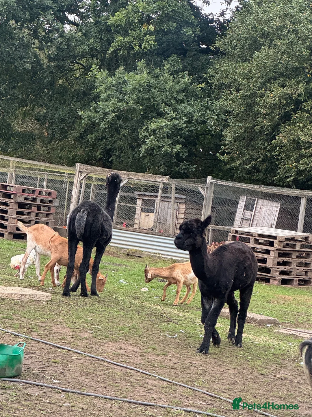 Alpaca livestock for sale: 2 alpacas for sale  - Advert 1