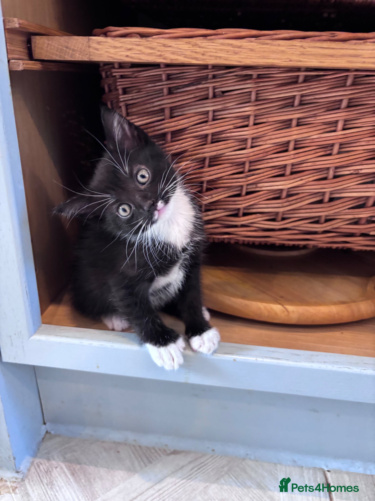 Mixed Breed cats for sale: 4 sweet kittens for new homes  in Thornton-Cleveleys - Advert 8