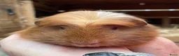 Guinea Pig rodents for sale: Baby Girl/Sows Guinea Pigs - Advert 13