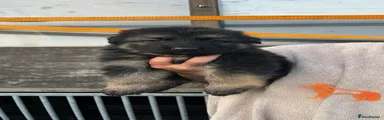German Shepherd 4