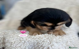 Cocker Spaniel dogs for sale: 🐾 Adorable Cocker Spaniel Puppies for Sale! 🐾  - Image 8