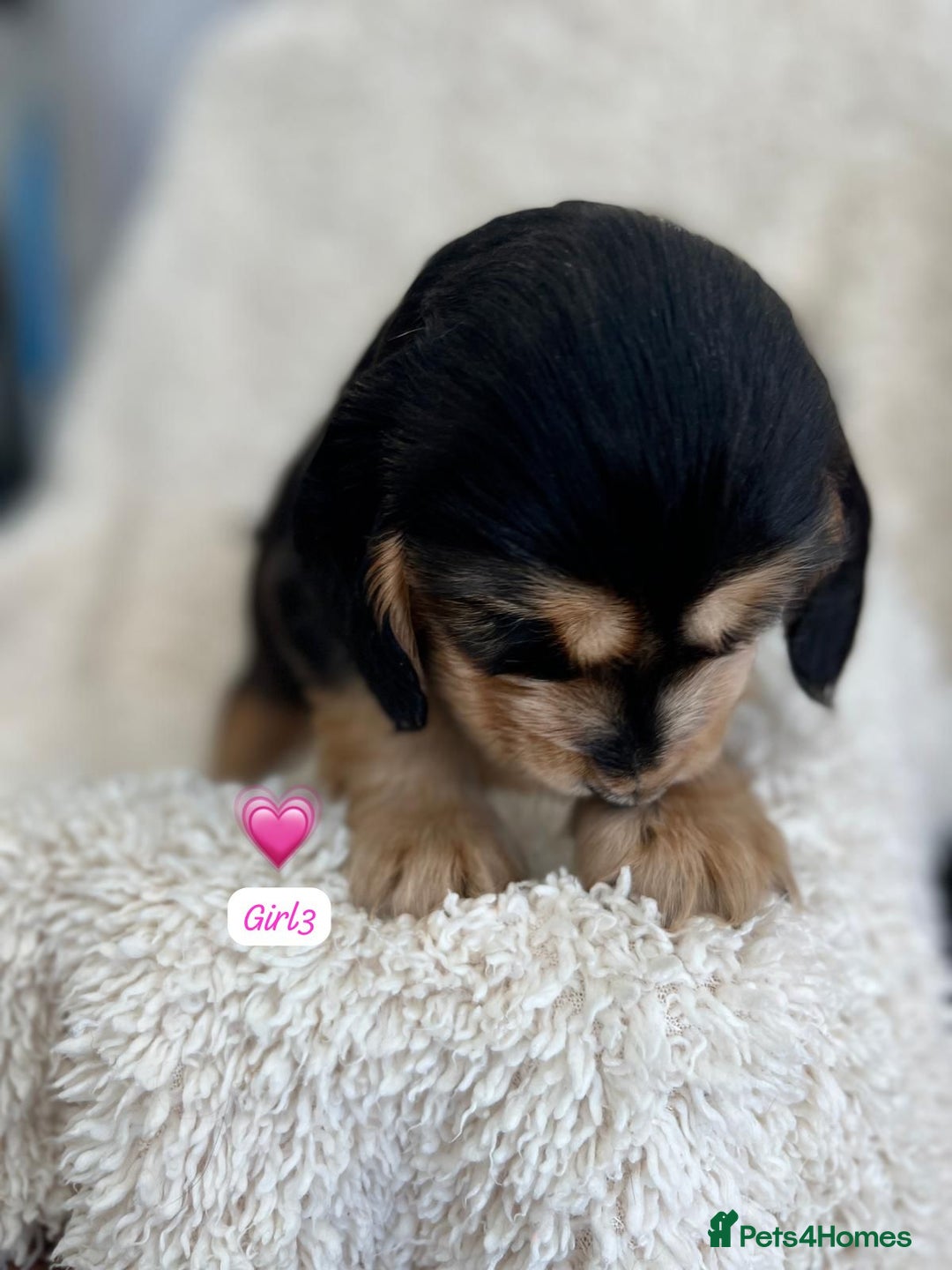 Cocker Spaniel dogs for sale: 🐾 Adorable Cocker Spaniel Puppies for Sale! 🐾  - Image 8