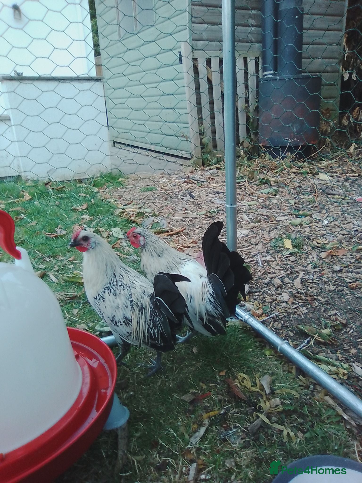 Mixed Breed poultry Mixed bread bantams  - Advert 1