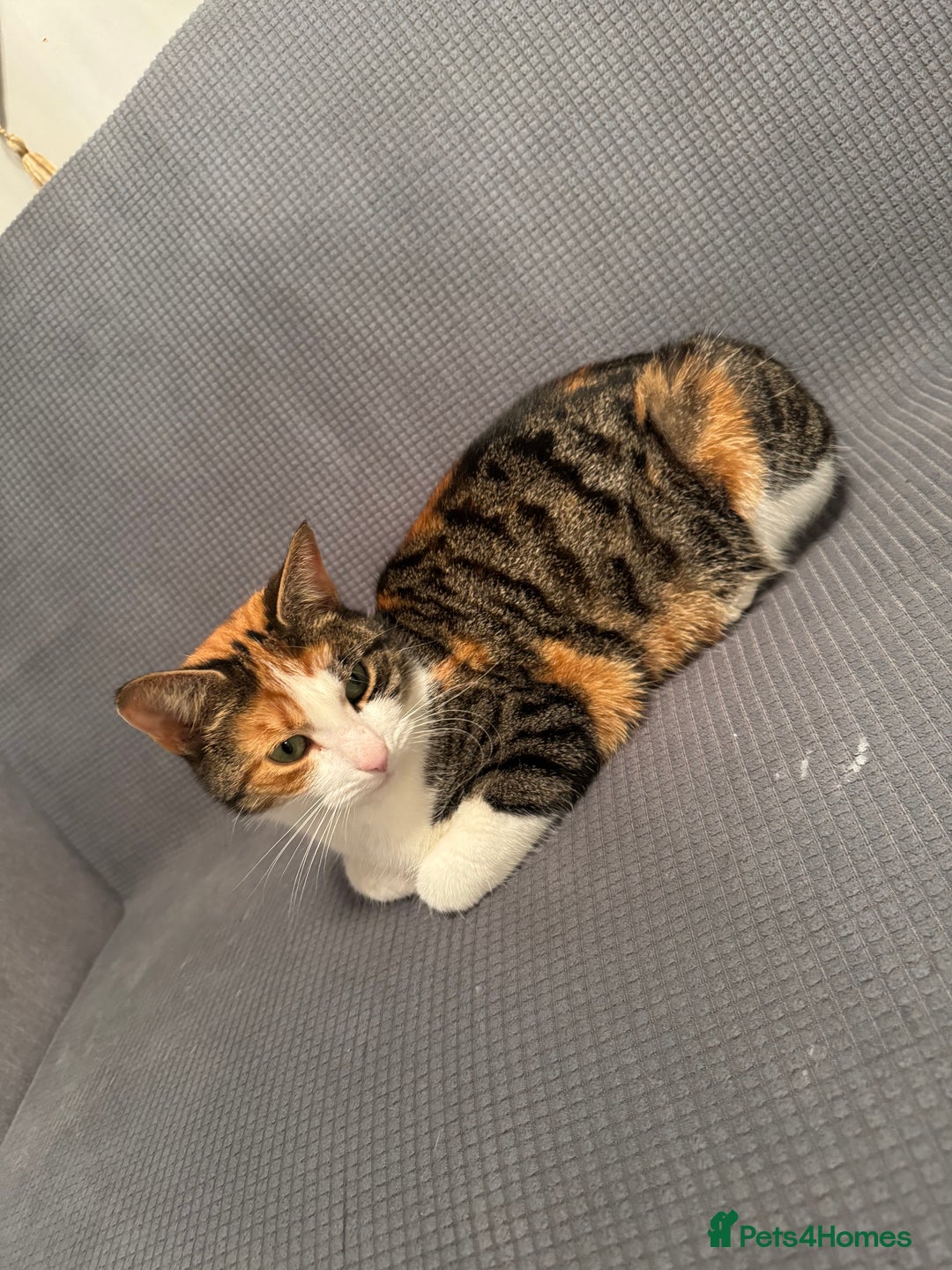 British Shorthair cats for sale: cute cats  - Advert 9